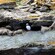 Un frailecillo se asoma de una saliente en una ladera